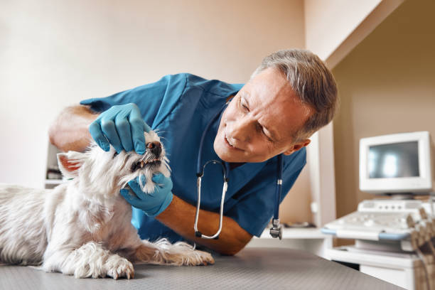 Best Emergency Dental Surgery in Searingtown, NY